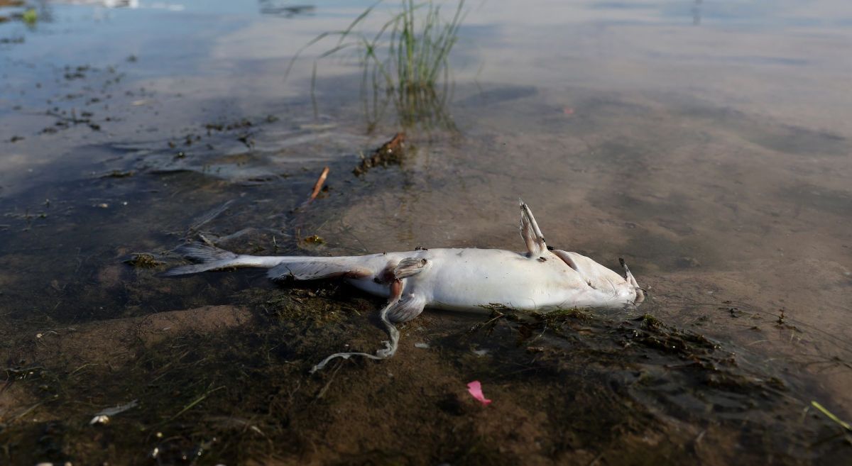 Con ayuda de barreras de plástico, se juntan los peces muertos del río Oder antes de desecharlos.