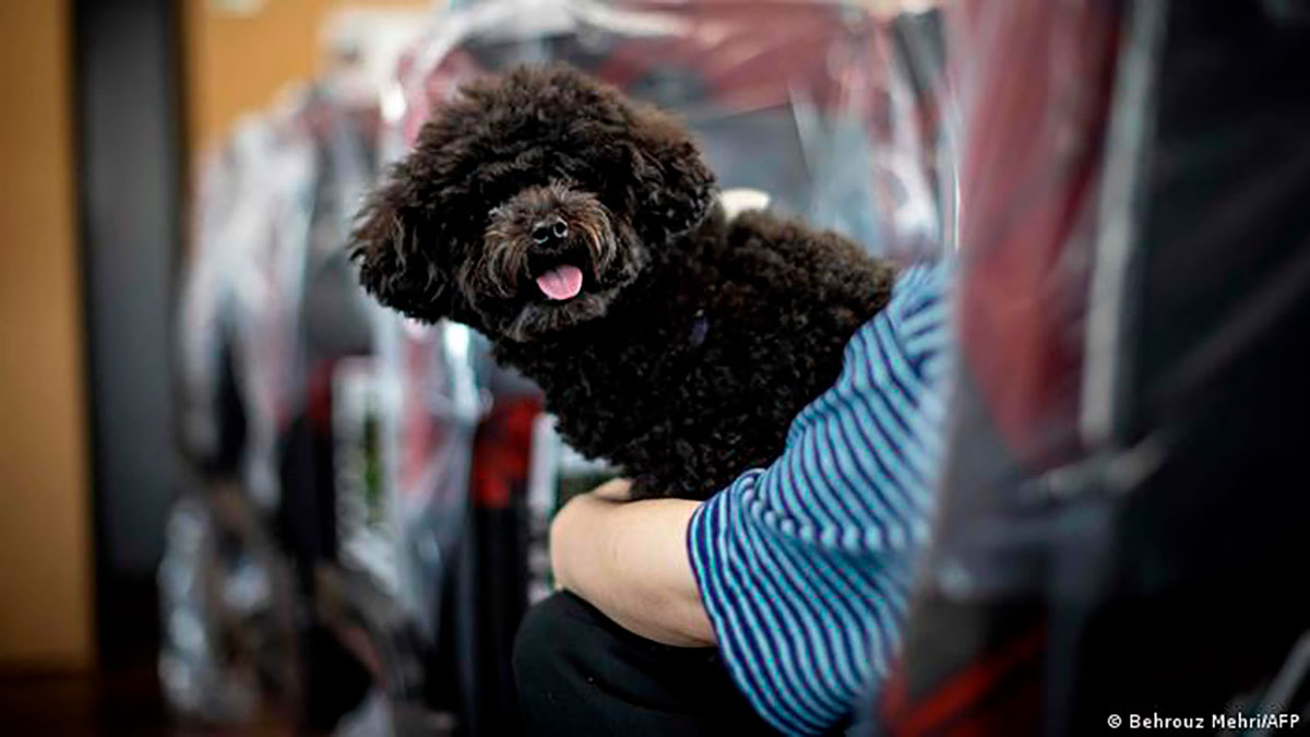 Un perro a bordo de un tren bala shinkansen durante un viaje de una hora desde Tokio a la ciudad turística de Karuizawa