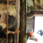 Matar cruelmente a un animal puede llevar a la cárcel.