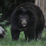 En Nuevo León, al norte de México, son comunes los avistamientos de osos en zonas urbanas.