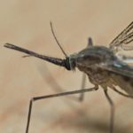 La propagación de mosquitos se convirtió en un problema que buscan.