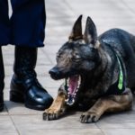 El decomiso se realizó durante una parada de tránsito asistida por un perro policía llamado Kruz.