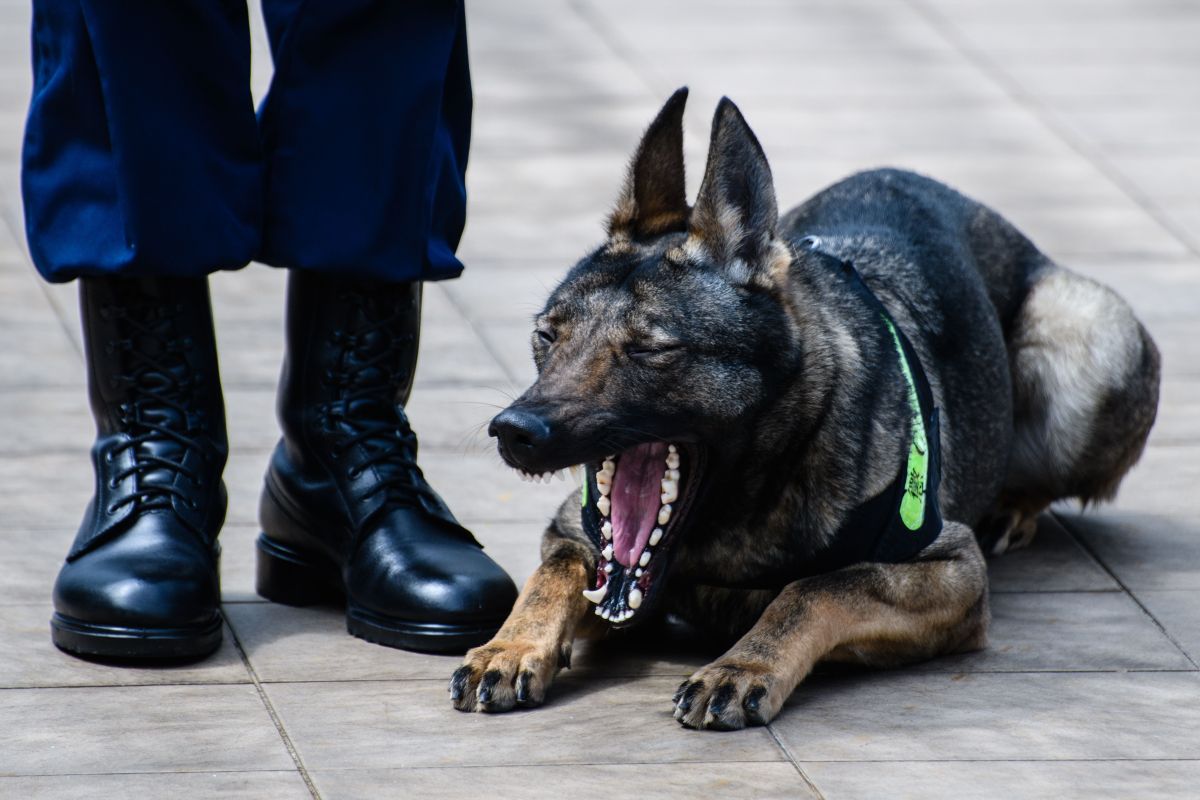 El decomiso se realizó durante una parada de tránsito asistida por un perro policía llamado Kruz.