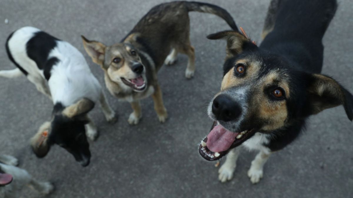 Los vecinos mencionaron que el sujeto que ahora enfrentará cargos por maltrato animal es agresivo y conflictivo.