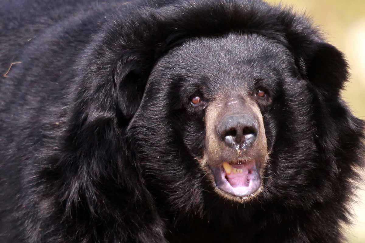 Durante esta época del año, los osos llegan a presentarse en algunos domicilios cercanos a las montañas.