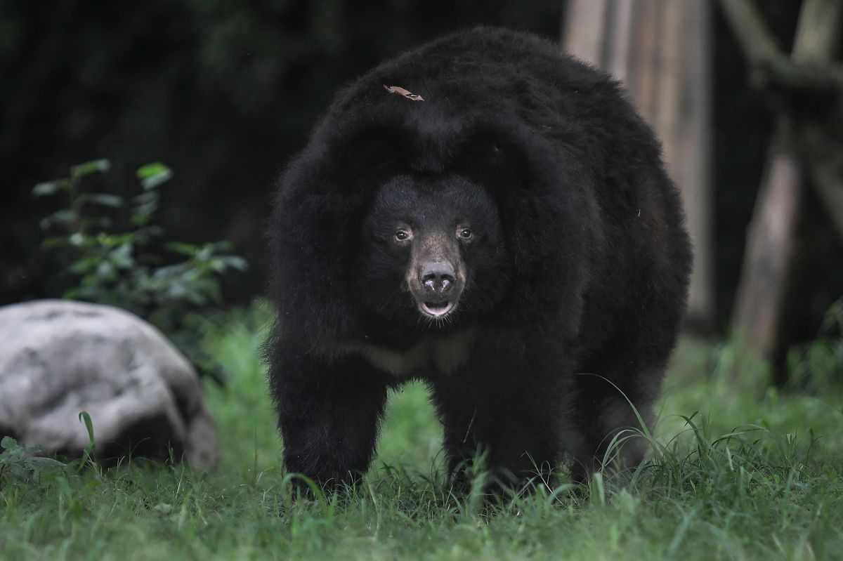 En Nuevo León, al norte de México, son comunes los avistamientos de osos en zonas urbanas.