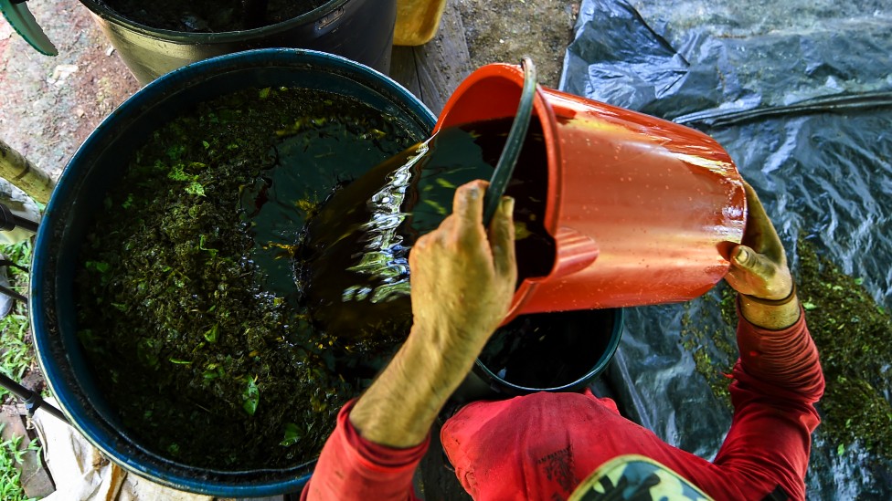 Produccion de hoja de coca en Colombia