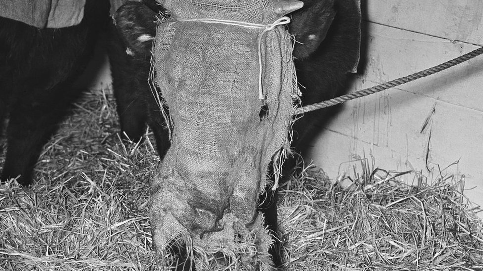 Vaca, Londres 1952