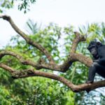 Chimpances fueron estudiados para analizar el bipedismo de los humanos