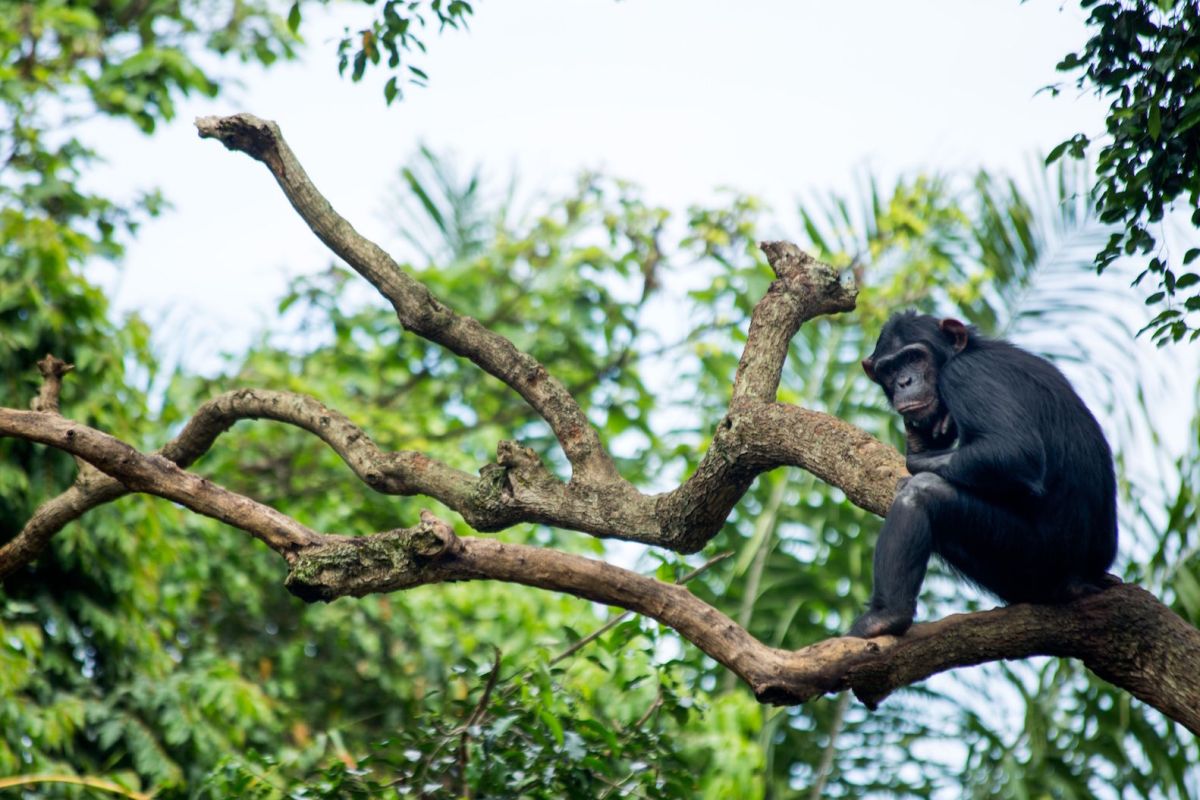 Chimpances fueron estudiados para analizar el bipedismo de los humanos