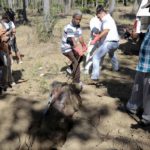 Las autoridades de Colima llevaban tres semanas exhumando cadáveres hasta que la presión de algunos colectivos obligó a que la noticia de hiciera pública.