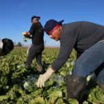 Trabajadores agrícolas inmigrantes reclaman un camino para legalizar su estatus.