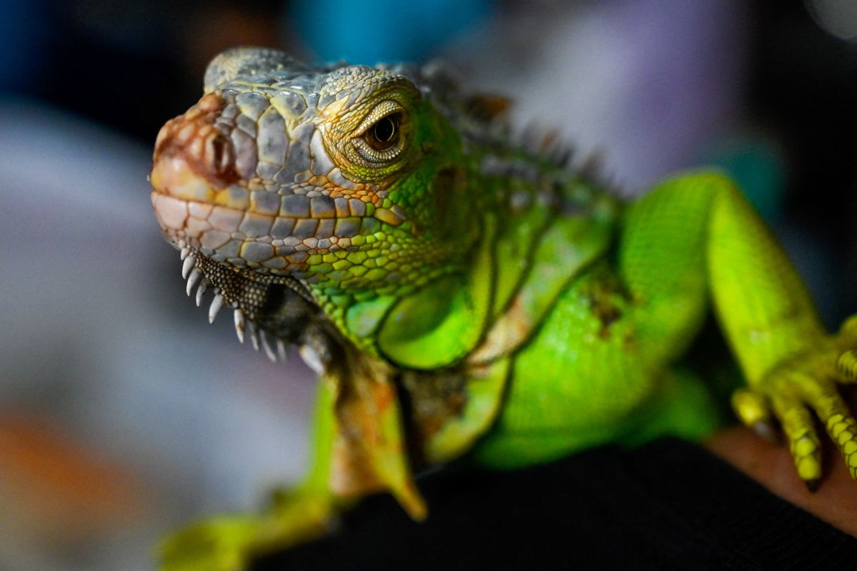 Una iguana sería la causante del corte de energía en centenas de hogares al sur de California.