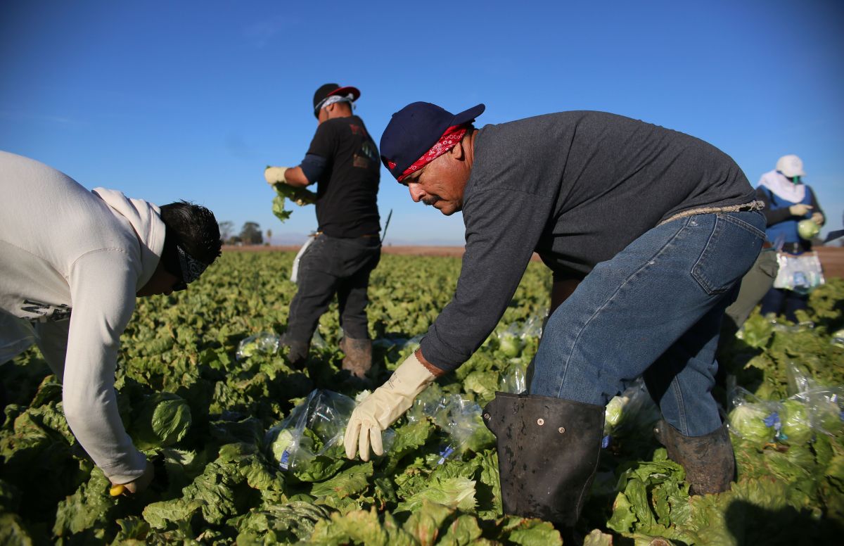 Trabajadores agrícolas inmigrantes reclaman un camino para legalizar su estatus.