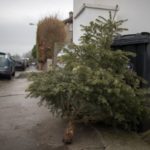 Los pinos recogidos después de Navidad podrían utilizarse para sustituir los productos químicos menos sostenibles
