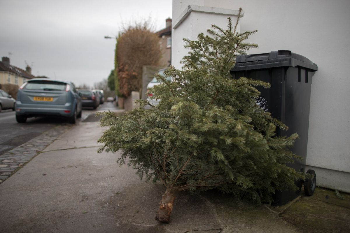 Los pinos recogidos después de Navidad podrían utilizarse para sustituir los productos químicos menos sostenibles 