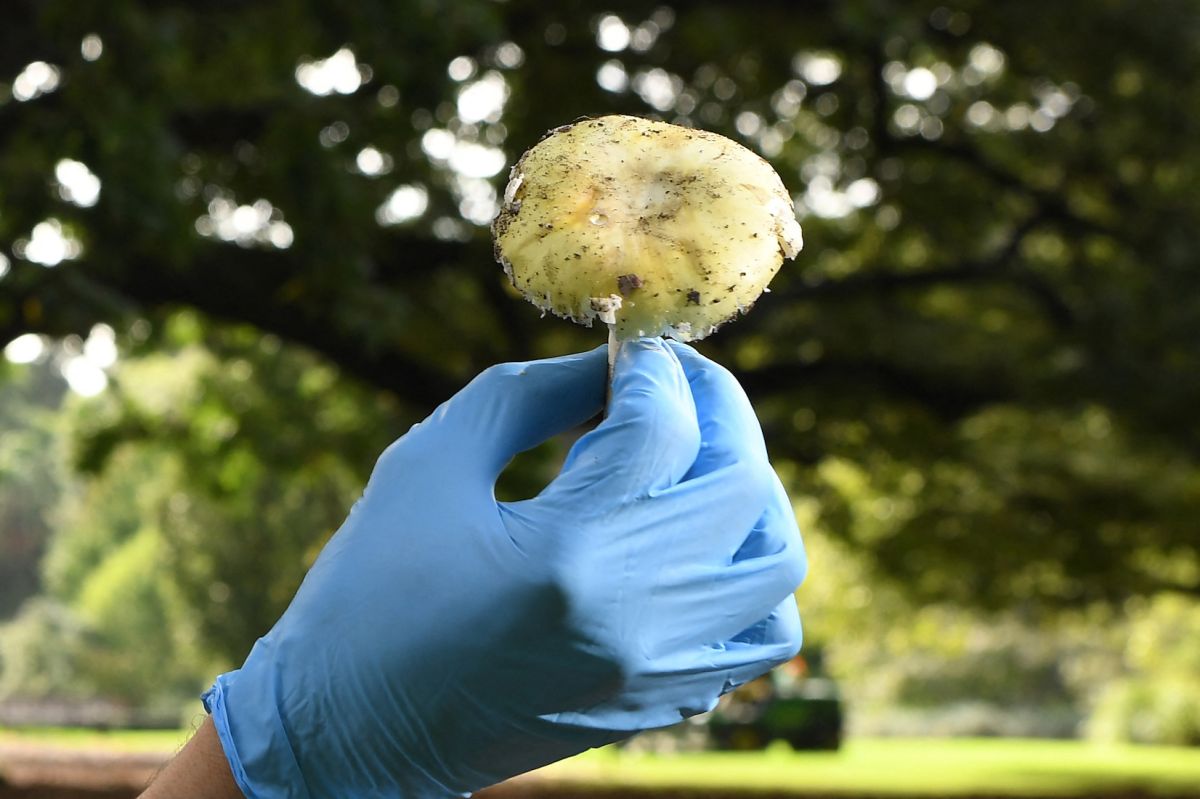 Es posible que los hongos patógenos también se estén adaptando a temperaturas más cálidas.