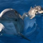 Un estudio de la revista Current Biology demuestra que los delfines tienen que "gritar" cuando intentan trabajar juntos