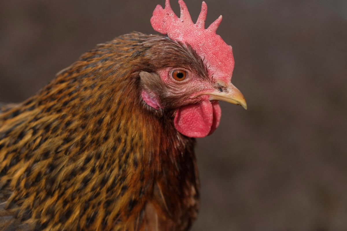 Distintas organizaciones destacan la importancia de controlar la infección en aves como una medida clave para reducir el riesgo para las personas.