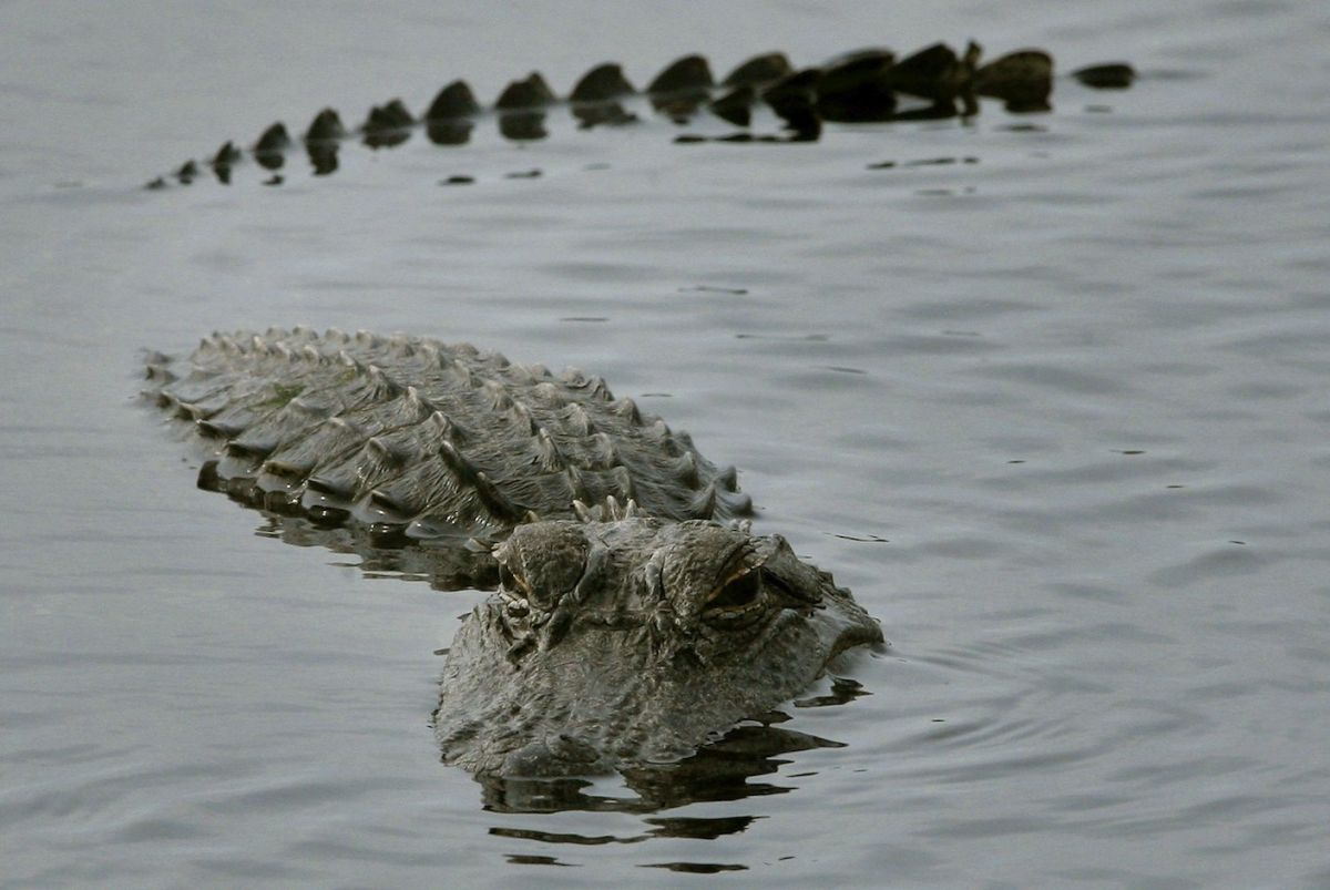 La mujer de 85 años, que trató desesperadamente de proteger a su mascota de sus enormes mandíbulas, fue arrastrada bajo el agua y murió en el impactante ataque. / Foto: Getty Images