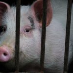 Rascacielos responde a la necesidad de satisfacer la demanda del país que más consume carne de cerdo en el mundo.