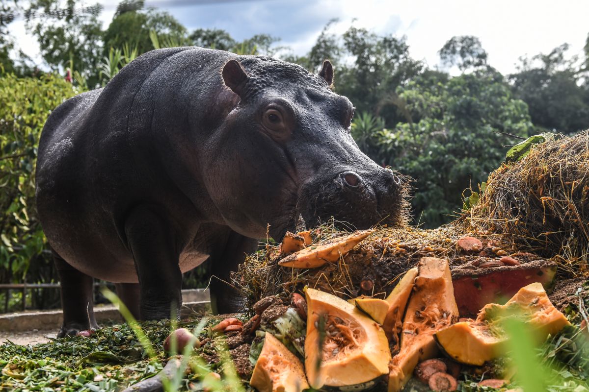 Se cree que cerca de 90 hipopótamos viven en la selva colombiana, todos descendientes de los animales criados por Escobar. 