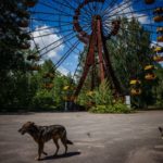 Los perros que viven en la zona industrial de la central son genéticamente distintos de los que viven más lejos. / Foto: AFP/Getty Images