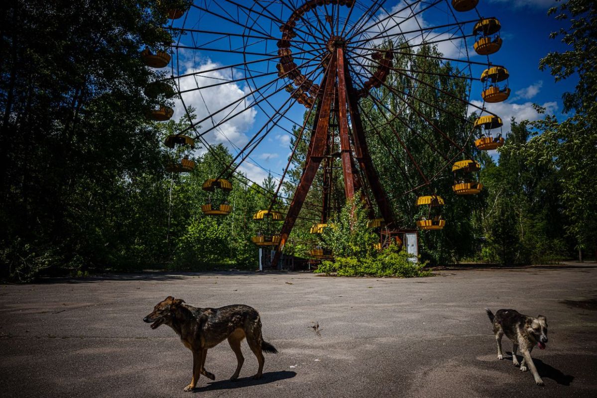 Los perros que viven en la zona industrial de la central son genéticamente distintos de los que viven más lejos. / Foto: AFP/Getty Images