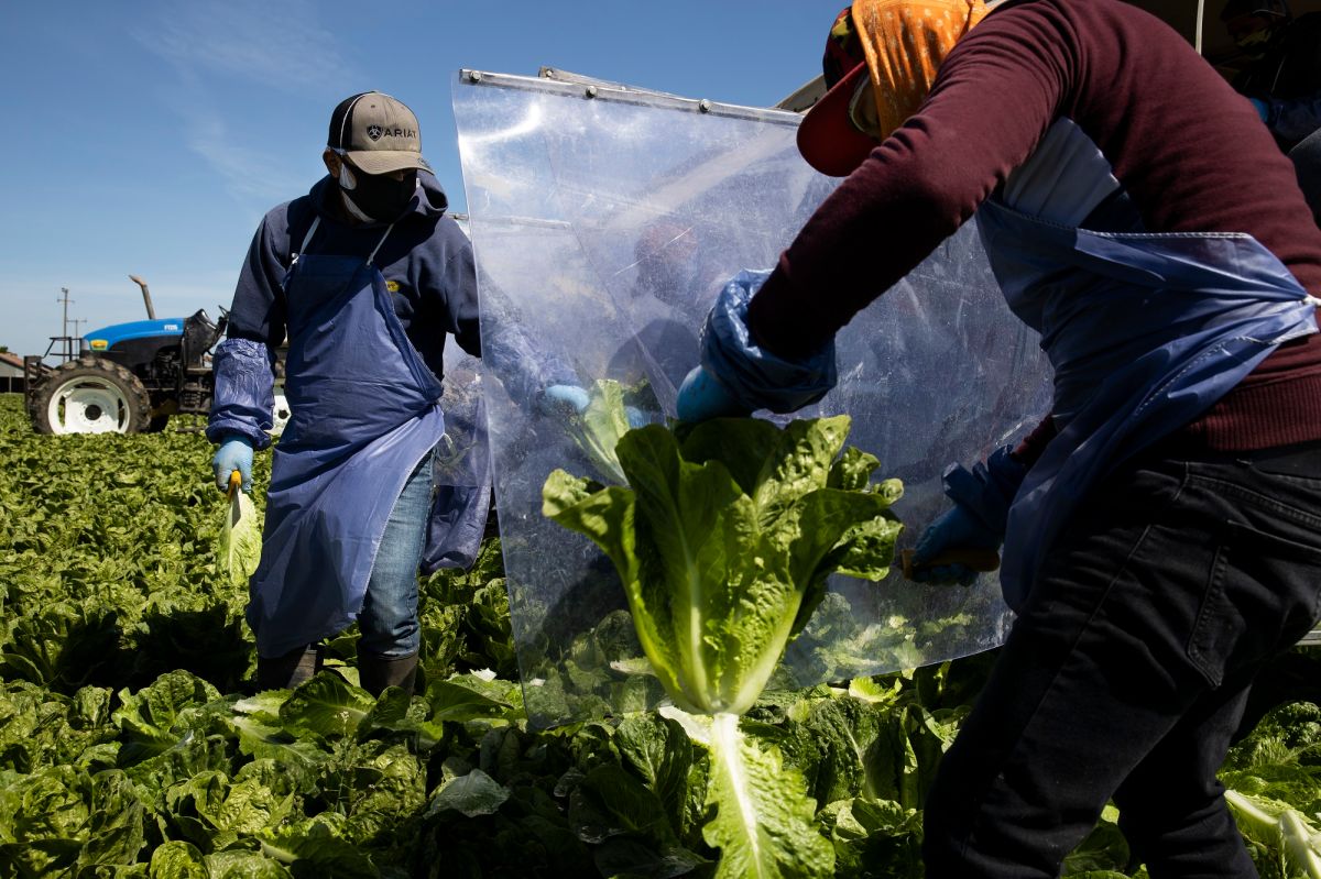 Los trabajadores agrícolas presionan por una reforma migratoria.