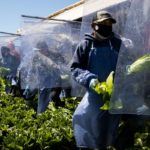 Trabajadores agrícolas  con una visa H-2A cosechan lechuga romana para Fresh Harvest.