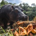 Se cree que cerca de 90 hipopótamos viven en la selva colombiana, todos descendientes de los animales criados por Escobar.