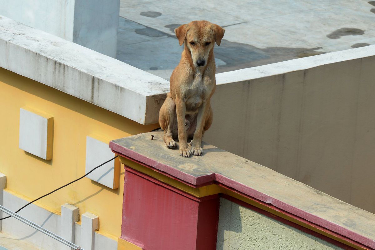 Gracias a la viralidad de los vídeos que subió Jim, que suman más de 600,000 visitas, la dueña de la perra se topó con el vídeo de TikTok y se puso rápidamente en contacto con el tiktoker. / Foto: Getty Images