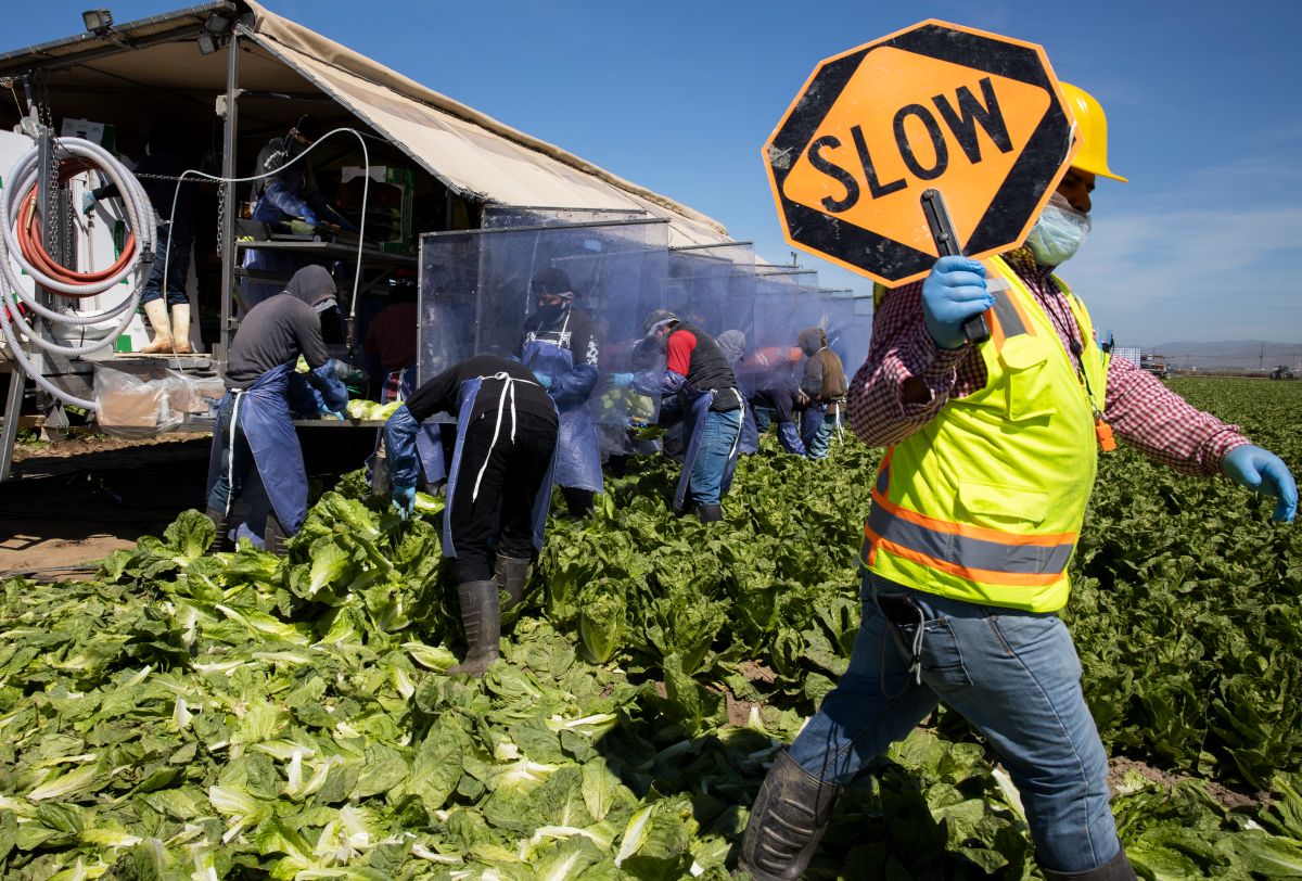 Cientos de inmigrantes llegan de manera legal a trabajar a los Estados Unidos año con año.