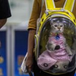 Una joven rusa intentaba ocultar paquetes de metanfetaminas al interior de las ropas de bebé que vestía un gato. / Foto: AFP/Getty Images