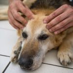 Perros reciben tratamientos para mejorar su salud y estado físico. / Foto: AFP/Getty Images