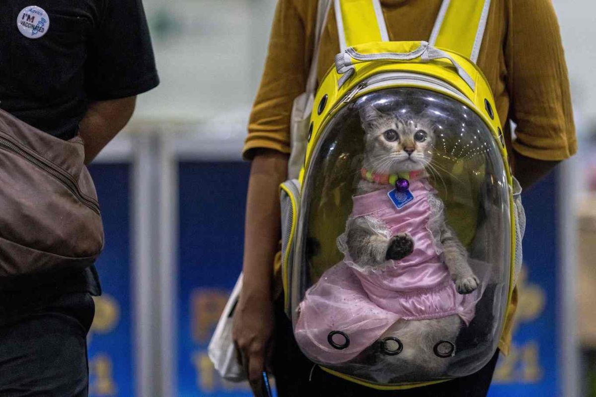 Una joven rusa intentaba ocultar paquetes de metanfetaminas al interior de las ropas de bebé que vestía un gato. / Foto: AFP/Getty Images