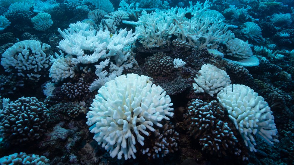 Corales blanqueados en la gran barrera de coral de Australia.