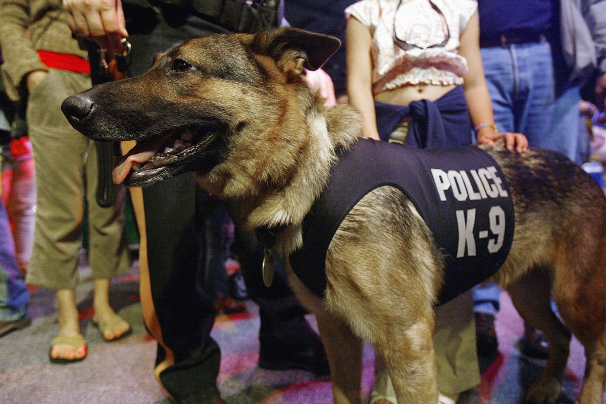 El belga malinois a casa para que se recuperara con su controlador policial, 